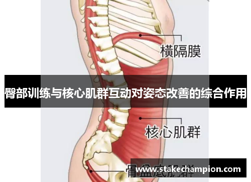 臀部训练与核心肌群互动对姿态改善的综合作用